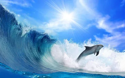 Дельфины В South Seas — стоковые фотографии и другие картинки Дельфин -  Дельфин, Море, Плавать - iStock