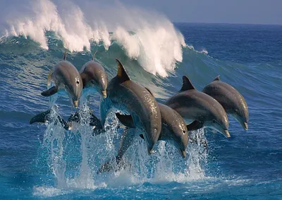 Дельфины тоже очень милые. | Пикабу