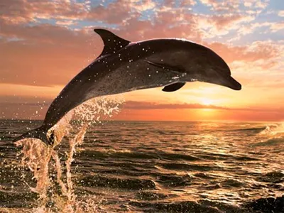 Красивый дельфин под водой. Красиво…» — создано в Шедевруме