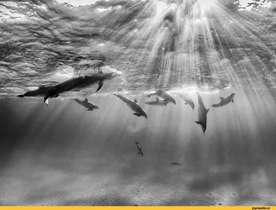 Дельфины картинки | скачать картинку дельфина
