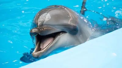 Раскраска дельфины . Дельфины - картинки для разукрашивания. Обучающие  раскраски.