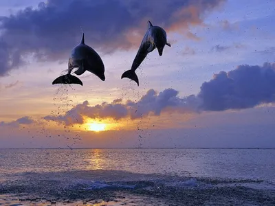 На пляжах Хургады начался период спаривания дельфинов: туристы сделали  интересные снимки | Туристические новости от Турпрома