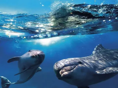 красивые дельфины-бутленозы, выпрыгивающие из моря с чистой голубой водой в  солнечный день Стоковое Изображение - изображение насчитывающей аквариум,  бобра: 228637417