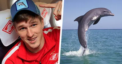 В Анапе дельфины подплывают к берегу и забавляют людей: чем опасны дельфины,  могут ли они напасть на людей - 17 августа 2023 - ufa1.ru