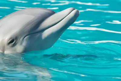 Виллиан Роша сфотографировался с дельфином