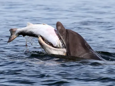 Подводные кореша: самцы дельфинов умеют дружить и дают друг другу клички