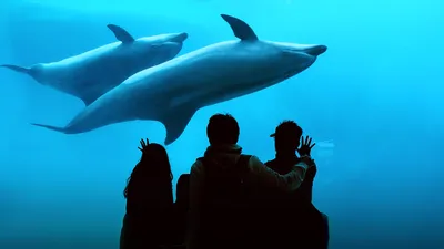 Афалина: Обратная чёрная сторона дельфинов, о которой не принято говорить |  Книга животных | Дзен