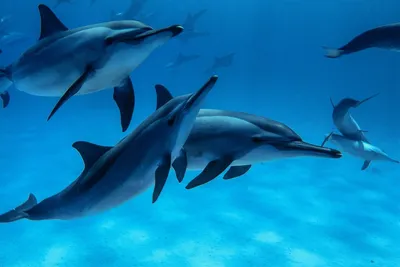 По статистике дельфины чаще убивают людей чем акулы. А еще они их наси... |  TikTok