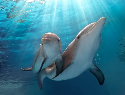 Дельфины такие дельфины ) : r/Pikabu