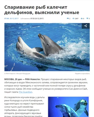 Самки дельфинов получают оргазм - KP.RU