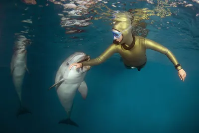 Несколько интересных фактов о дельфинах | Теперь понятно! | Дзен