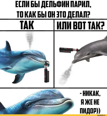 Дельфины насилуют ты следующий! - Coub - The Biggest Video Meme Platform