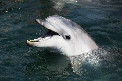 Дельфин: истории из жизни, советы, новости, юмор и картинки — Горячее |  Пикабу