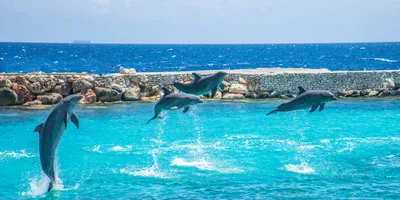 Черноморские дельфины на грани исчезновения: как спасти краснокнижных  животных
