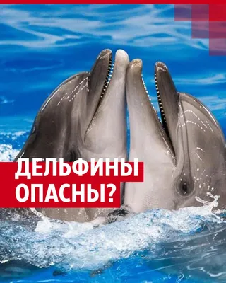В Анапе дельфины подплывают к берегу и забавляют людей: чем опасны дельфины,  могут ли они напасть на людей - 17 августа 2023 - ufa1.ru
