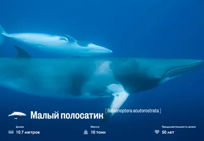 Морские котики и дельфины в неволе: возможно ли в Украине вернуть животных  из дельфинариев в море? – Рубрика