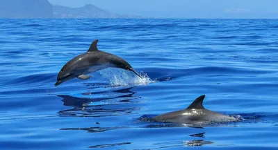 Несколько фактов о дельфинах | Пикабу