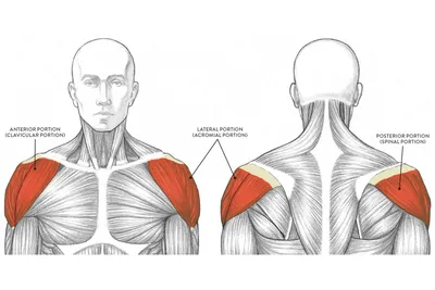 Дельтовидные мышцы фотографии