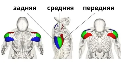 Объемные и круглые плечи: 5 лучших упражнений на дельтовидные мышцы | PRO  TRAINING | Дзен