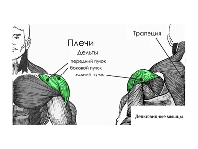 МЫШЦЫ ПЛЕЧЕВОГО ПОЯСА И ПЛЕЧА — Массаж в Нижнем Новгороде