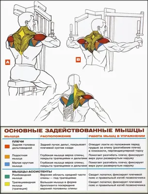 Дельтовидные мышцы