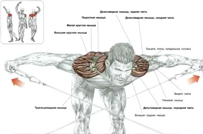 Упражнения для плеч - блог магазина спортивного питания 5LB.UA