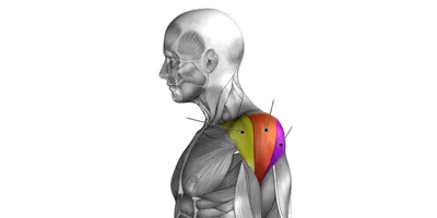 Дельтовидные мышцы. Как проработать каждый пучок и сделать их больше. |  BodyGuard - хранитель вашего здорового тела! | Дзен