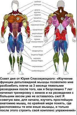 Как мужчинам правильно тренировать мышцы плеч. Топ-5 упражнений ::  Лайфстайл :: РБК Спорт