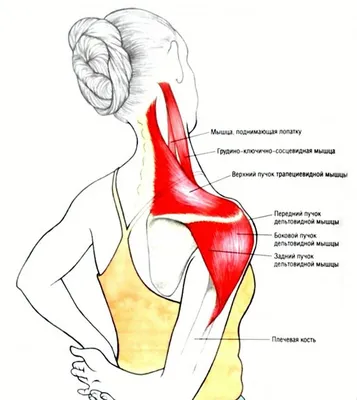 Дельтовидные мышцы при болях: советы врача и тренировки» — создано в  Шедевруме