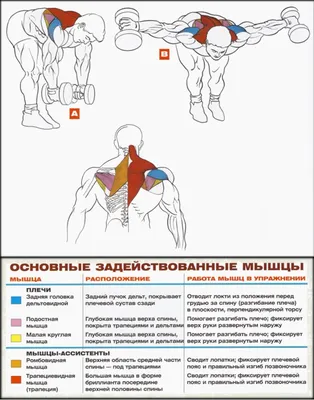 fitcon_pmr - Дельтовидные мышцы 💪 Передние... | Facebook