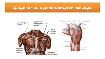 Мышцы плечевого пояса