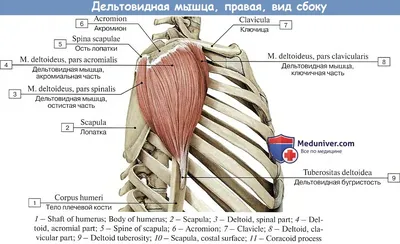 Дельтовидные мышцы