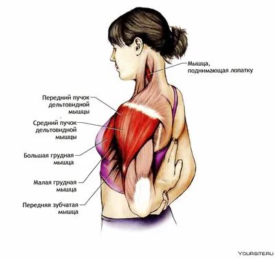 Упражнения на дельтовидные мышцы: популярные варианты и нюансы техники при  прокачке плеч | Блог Spirit. Fitness