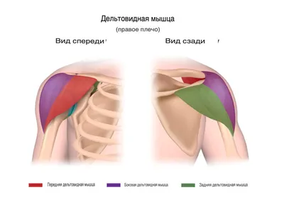 Качаем среднюю часть дельтовидной мышцы плеча отведением руки у нижнего  блока