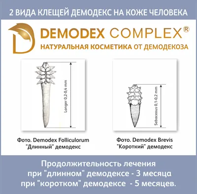 Все, что вы хотели знать о клеще демодекс - Demodex Complex
