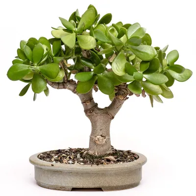 Толстянка, или крассула (Crassula) - «Денежное дерево. Быстро растет,  нетребовательное. Можно сравнить с кактусом :)» | отзывы
