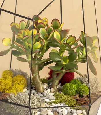 Купить растение денежное дерево в стеклянном флорариуме / Geo Glass