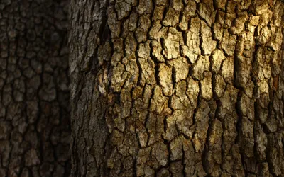Текстура ствола дерева - 72 фото