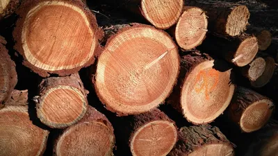 Самые твердые породы дерева – 22 лучших примера в России и мире