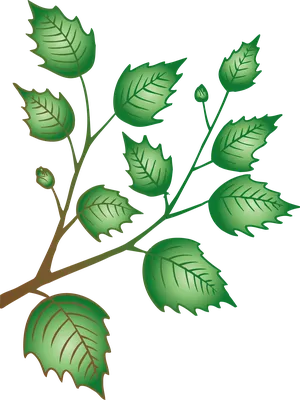 Веточка лиственного дерева рисунок - 52 фото