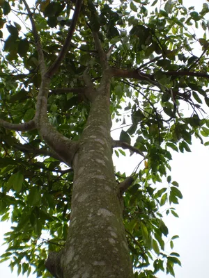 Алойное дерево — Википедия