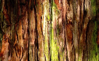 Текстура живого дерева - 36 фото