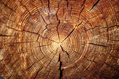 Спил дерева текстура - 72 фото