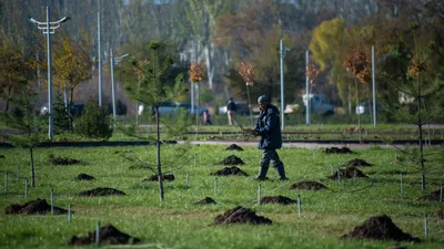 Ежегодно сажать минимум 1 млн деревьев — постановление ЖК - 17.03.2022,  Sputnik Кыргызстан