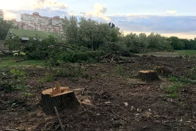 Краснодарские чиновники объяснили вырубку деревьев на Гидрострое