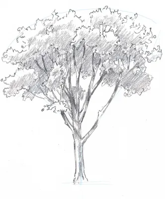 Зарисовки деревьев - 73 фото