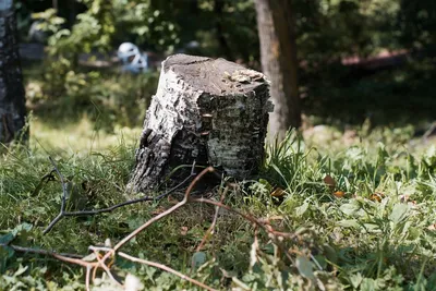 Внезапную вырубку деревьев в хабаровском парке \