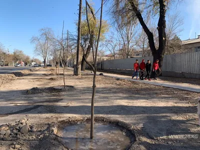 В Бишкеке сегодня стартовал сезон осенней посадки деревьев - | 24.KG
