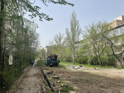 В Бишкеке на улице Сыдыкова вырубили 46 деревьев. На очереди еще больше 80  - | 24.KG