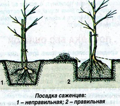 Плодовые деревья для сада